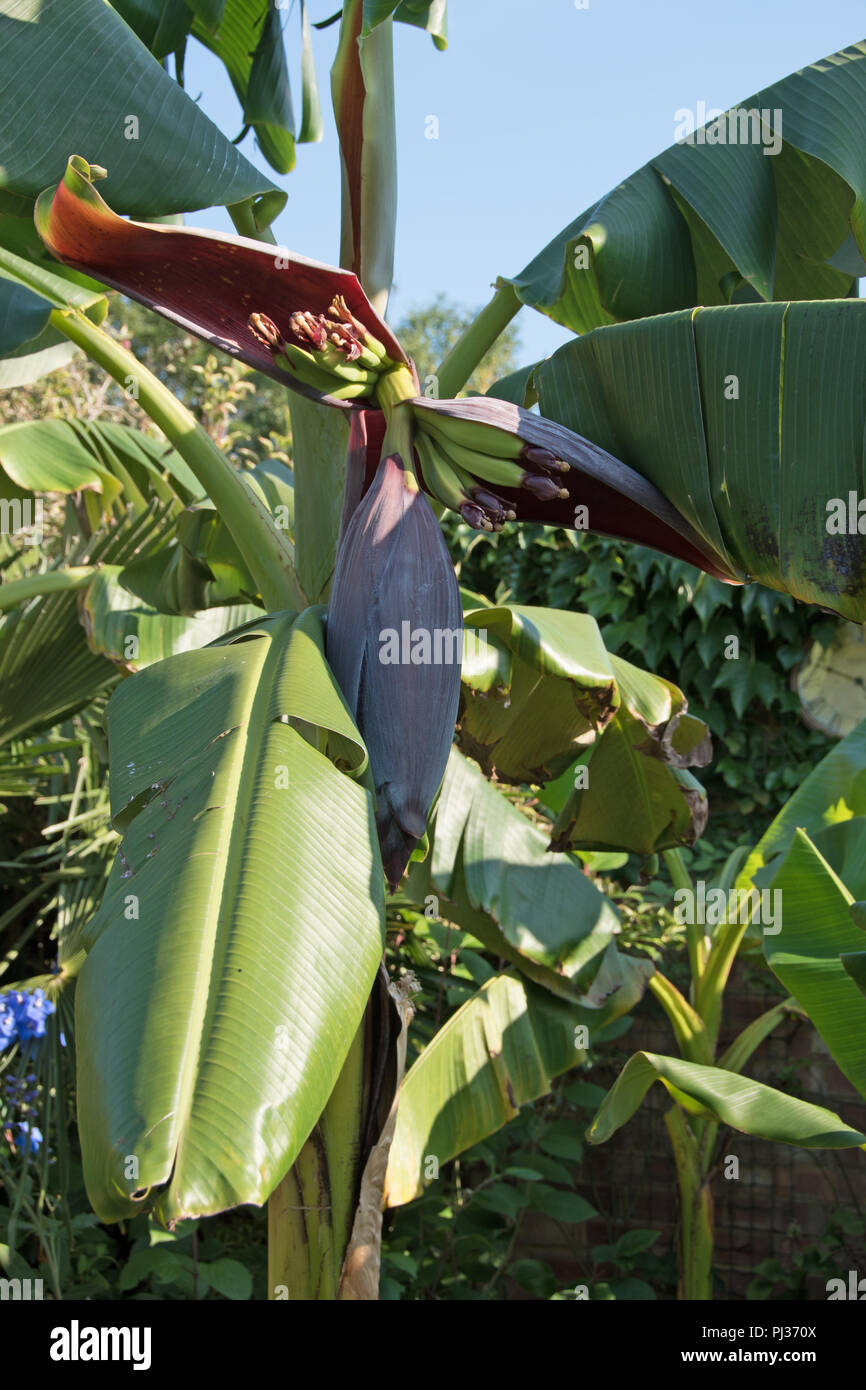Les bananes dans un jardin anglais... Banque D'Images