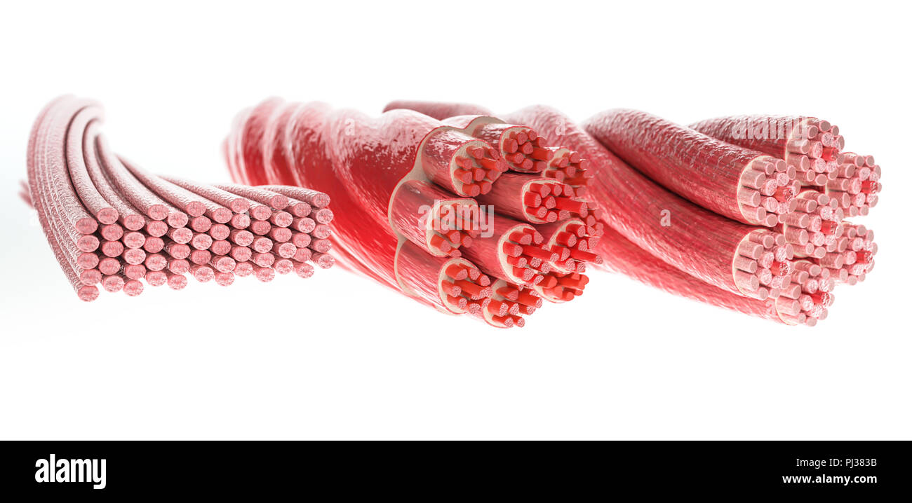 Tous les types de muscle dans une photo, squelettiques, Cardial et muscles lisses - 3D Rendering Banque D'Images