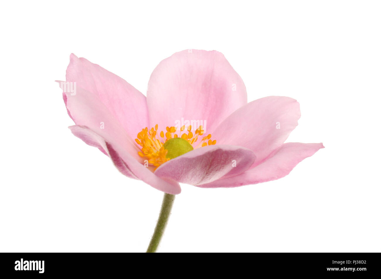 Anémone japonaise rose flower isolated on white Banque D'Images
