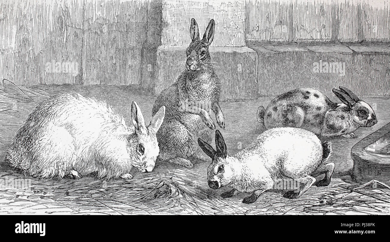 Lapin lapin angora, argente, chinois et japonais lapin lapin, amélioration numérique reproduction d'un original de l'année 1895 Banque D'Images