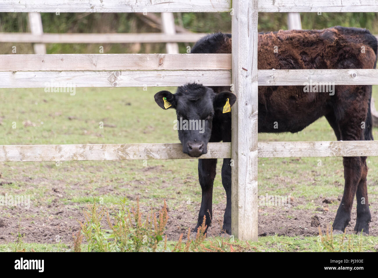 Pâturage des veaux dans un pâturage agricole au Royaume-Uni, entouré par la campagne rurale britannique. Banque D'Images