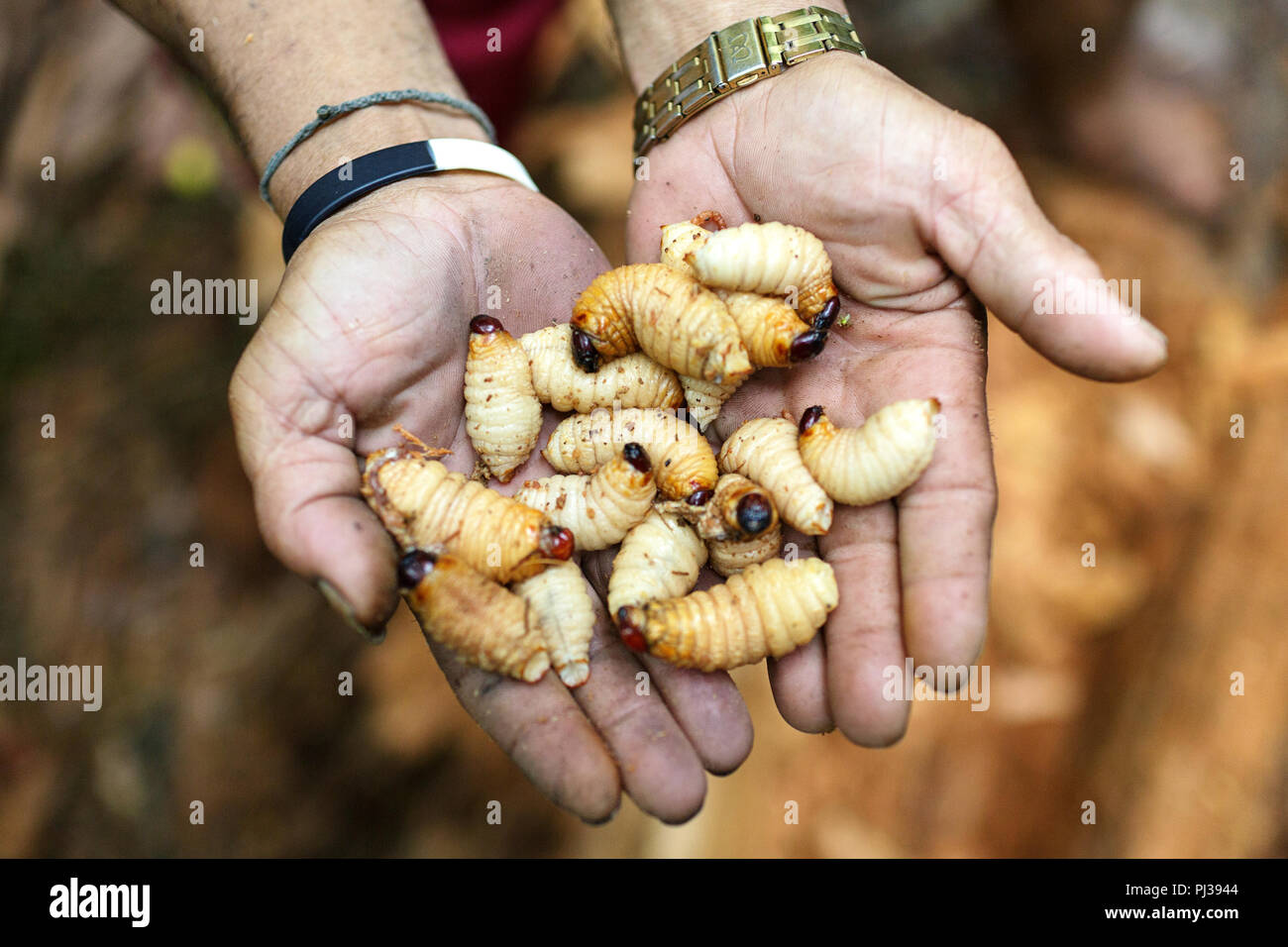 Mains mâles montrant des vers sagou, des larves du charançon de la palmier rouge, Mentawai, Siberut, Sumatra, Indonésie Banque D'Images