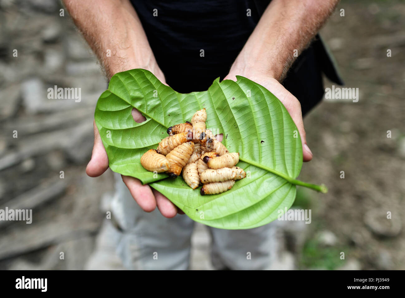 Mains mâles montrant des vers sagou, larves du charançon rouge de la palmier, sur une feuille de palmier, Mentawai, Siberut, Sumatra, Indonésie Banque D'Images