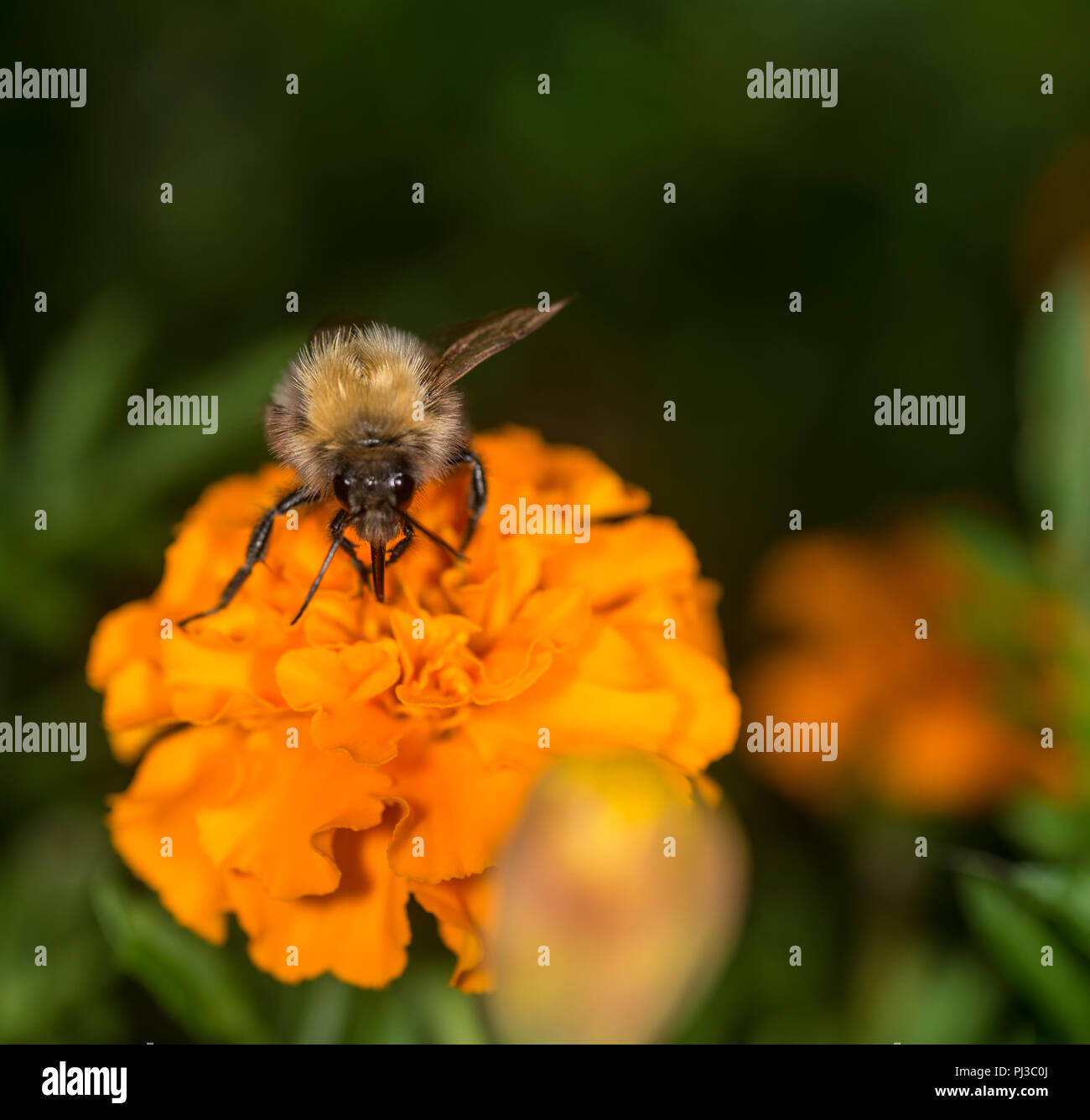 Bumblebee en tenant un nectar de fleurs colorées Banque D'Images