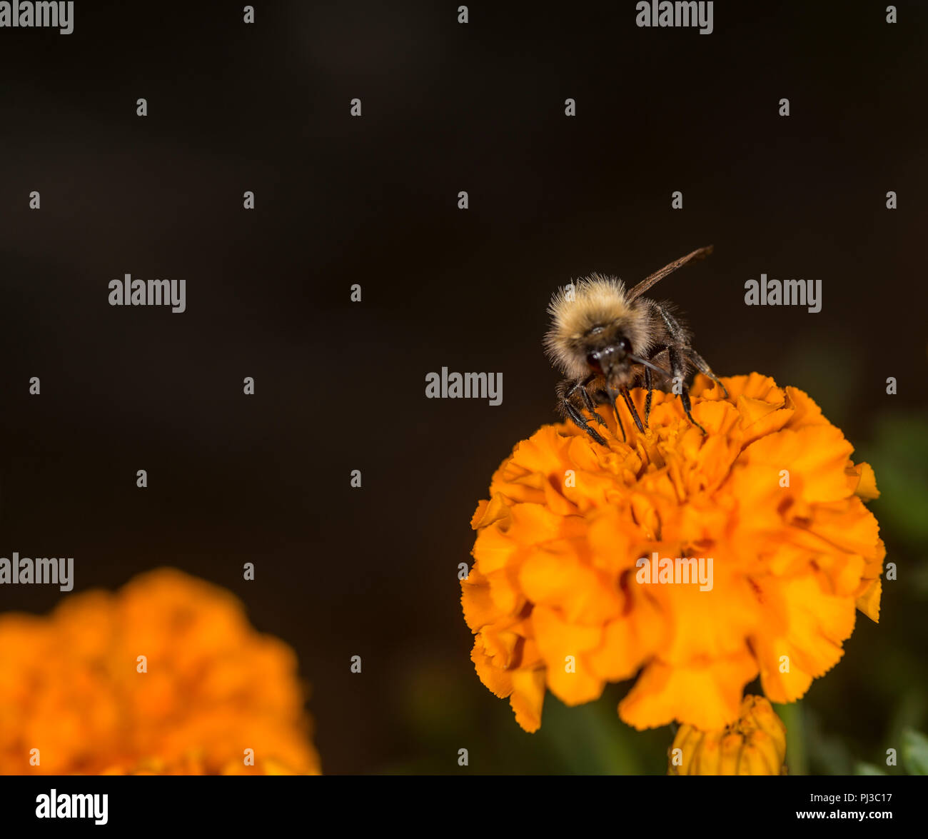 Bumblebee en tenant un nectar de fleurs colorées Banque D'Images