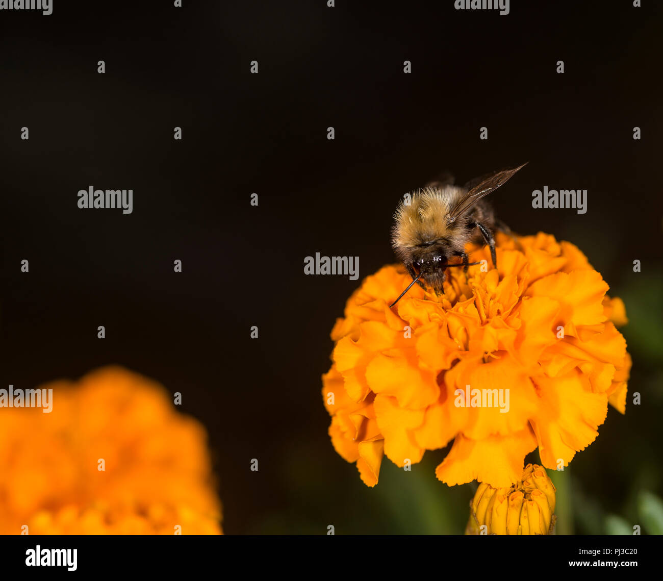 Bumblebee en tenant un nectar de fleurs colorées Banque D'Images