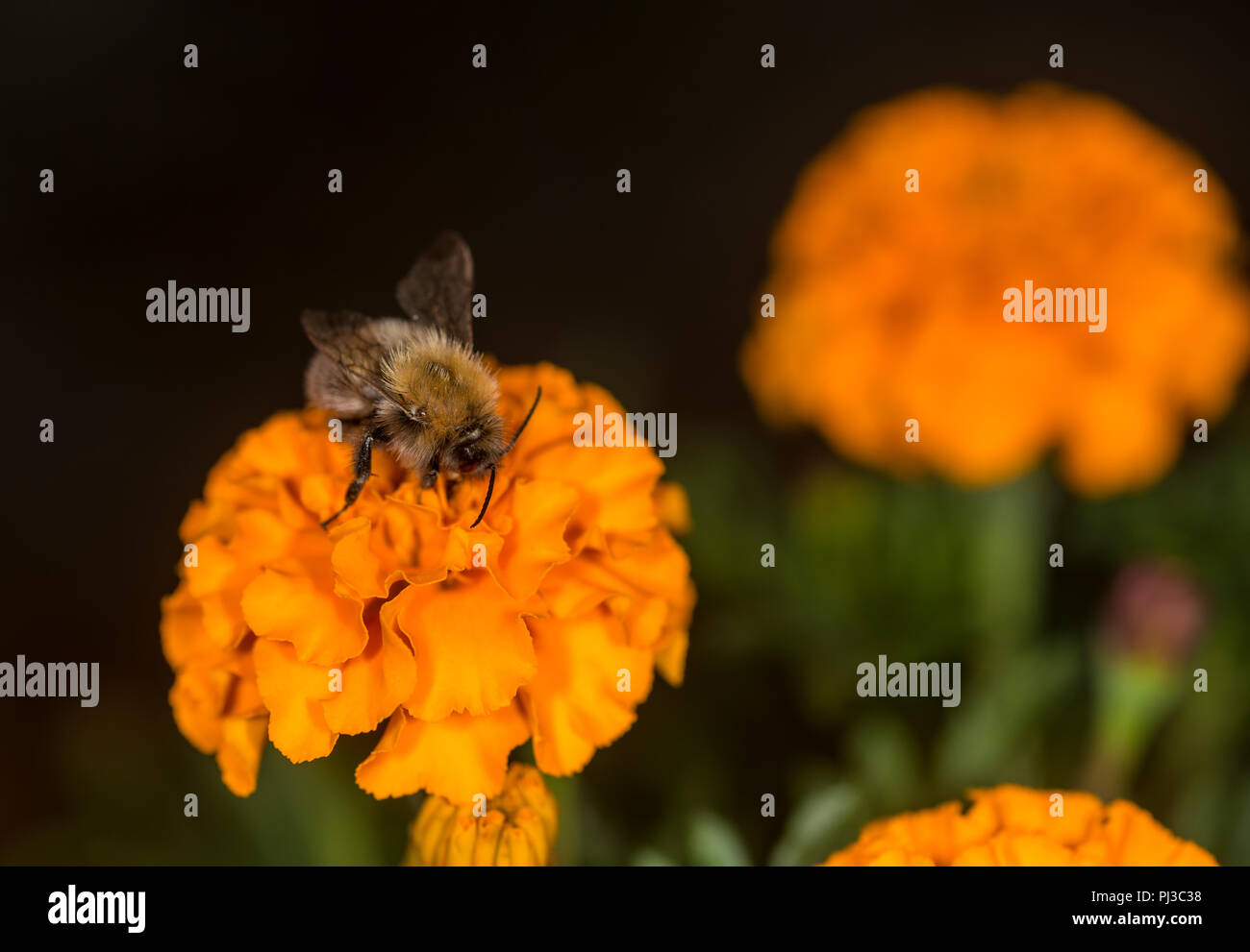 Bumblebee en tenant un nectar de fleurs colorées Banque D'Images