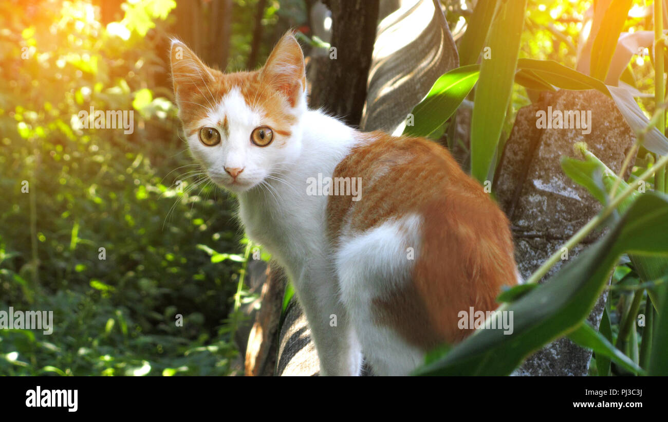 Chat orange avec des taches blanches Banque de photographies et d’images à haute résolution Alamy