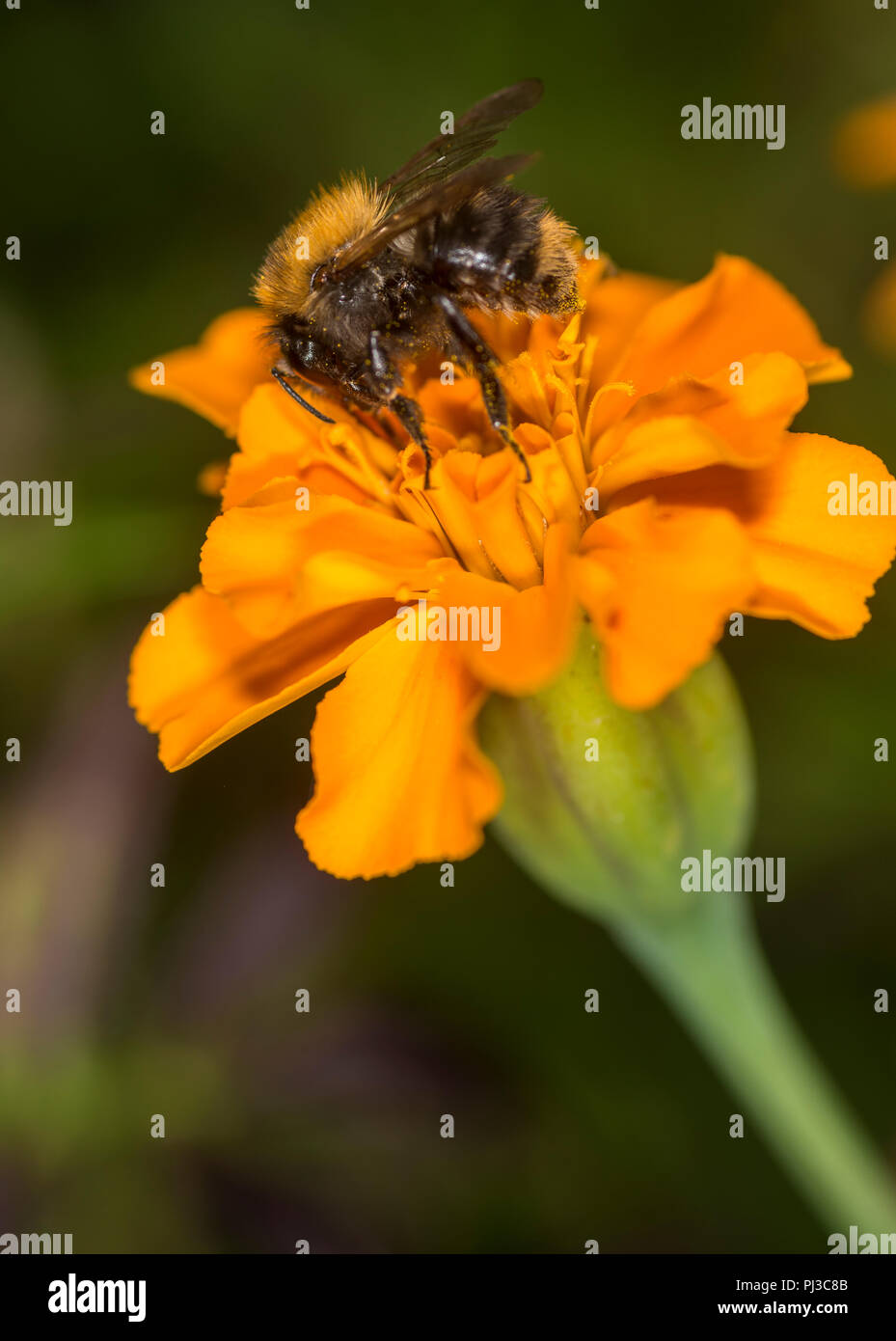 Bumblebee en tenant un nectar de fleurs colorées Banque D'Images