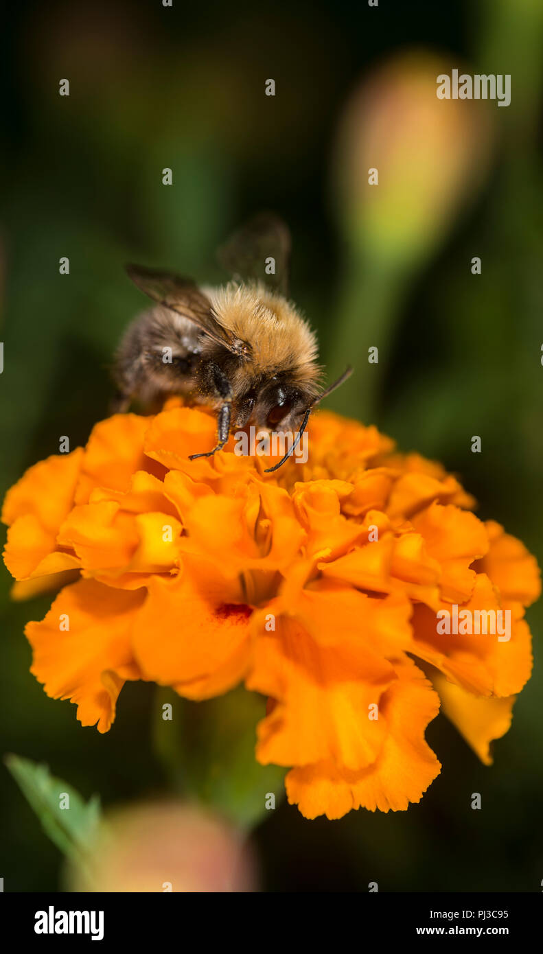 Bumblebee en tenant un nectar de fleurs colorées Banque D'Images
