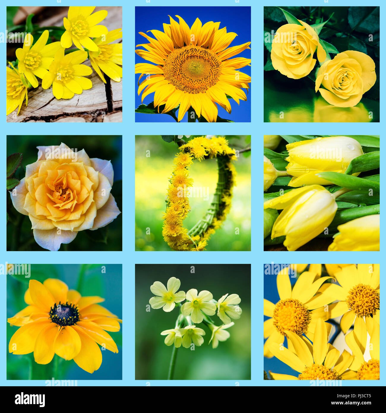Collage de diverses fleurs jaune Banque D'Images