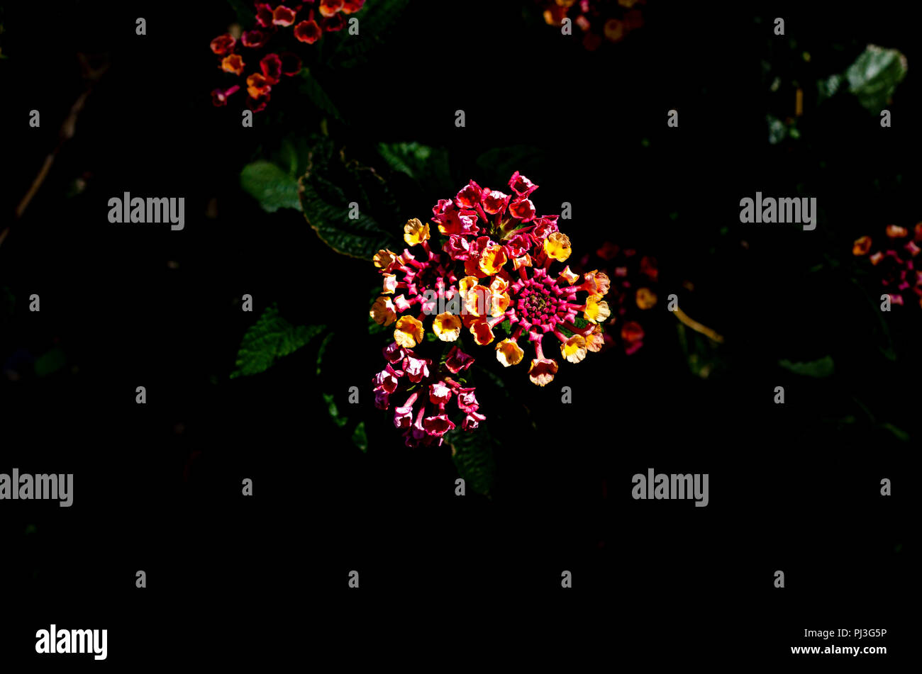 Petites fleurs rouge et jaune sur fond sombre. Banque D'Images