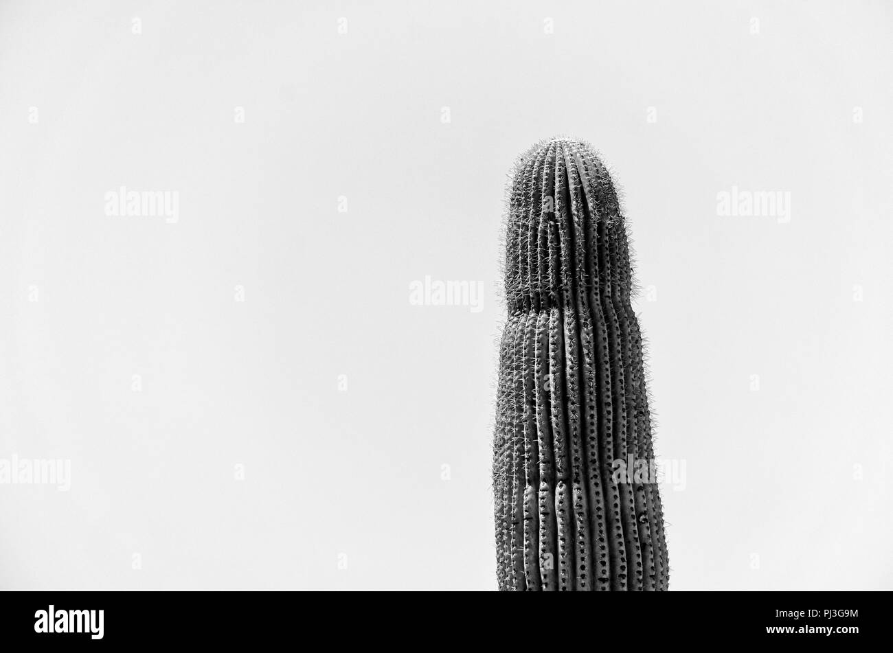 Haut de Saguaro cactus contre le ciel, noir et blanc. Banque D'Images