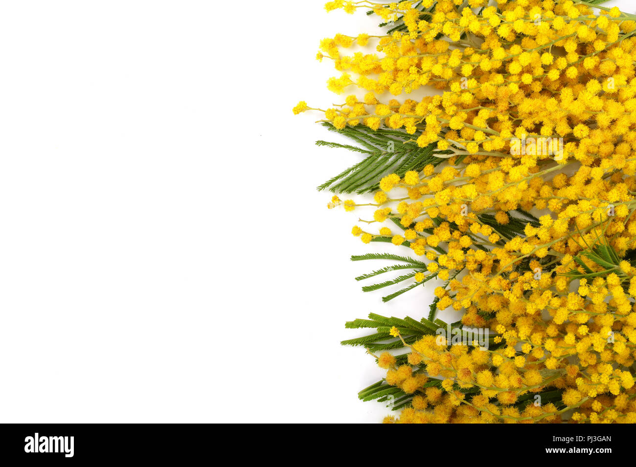 Mimosa isolé sur fond blanc avec l'exemplaire de l'espace pour votre texte. Vue d'en haut Banque D'Images