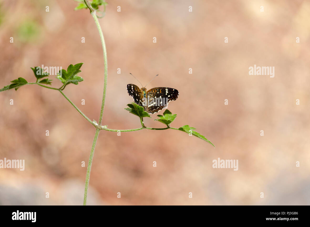 Papillon brun sur Bush Banque D'Images
