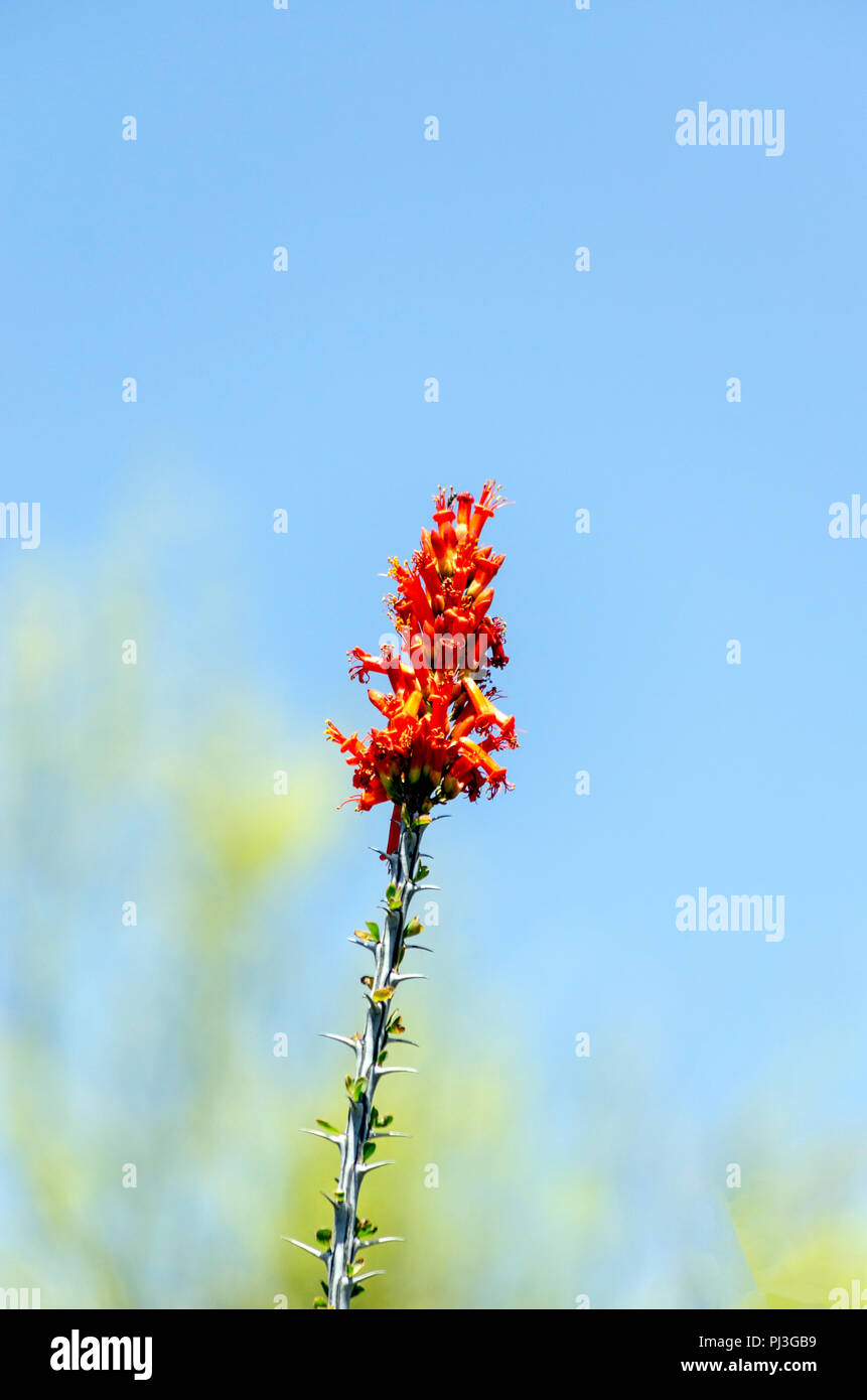 Fleurs rouge sur l'extrémité de cactus Banque D'Images