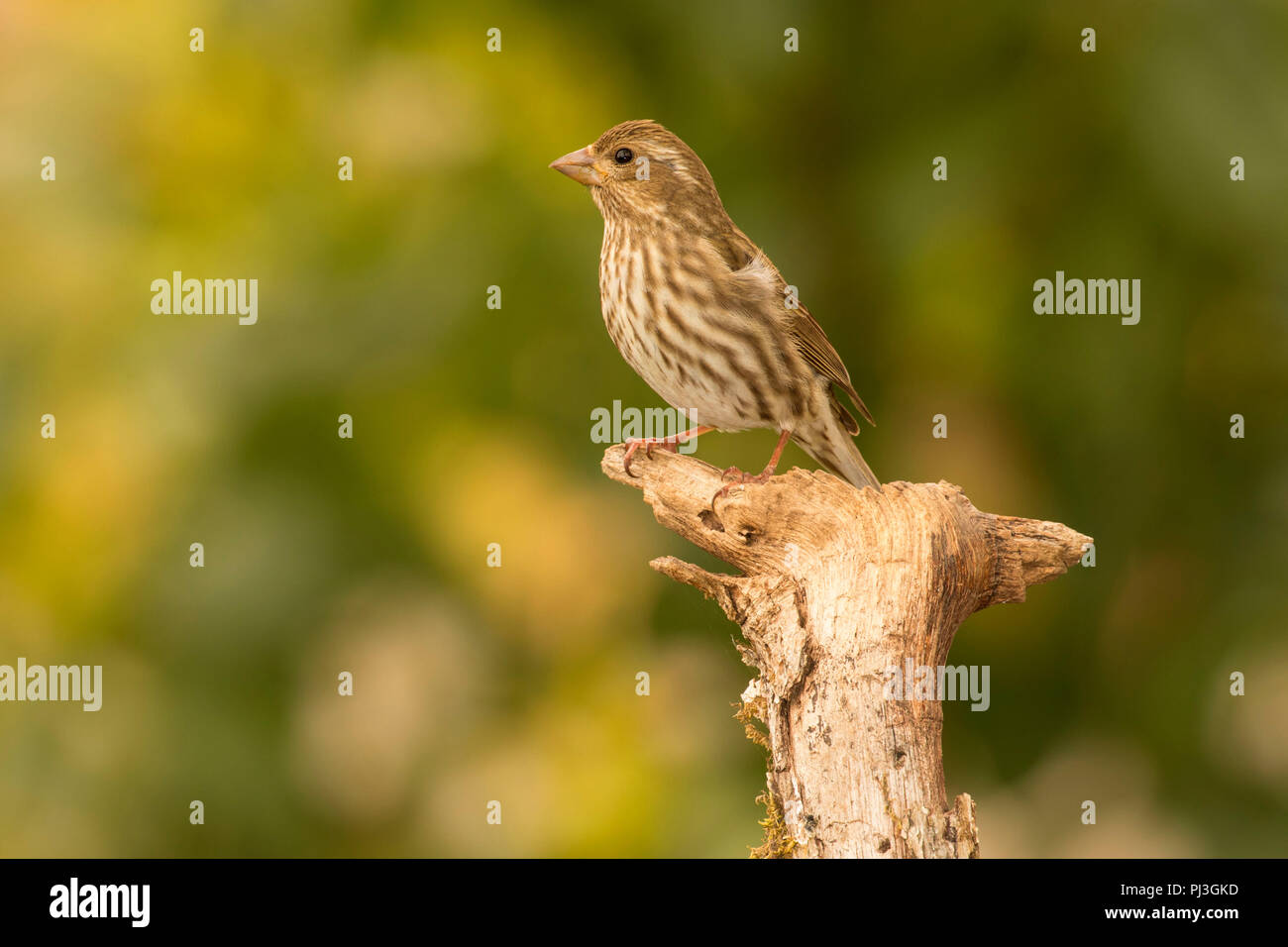 Roselin pourpré (Haemorhous purpureus), EE Wilson de faune, de l'Oregon Banque D'Images