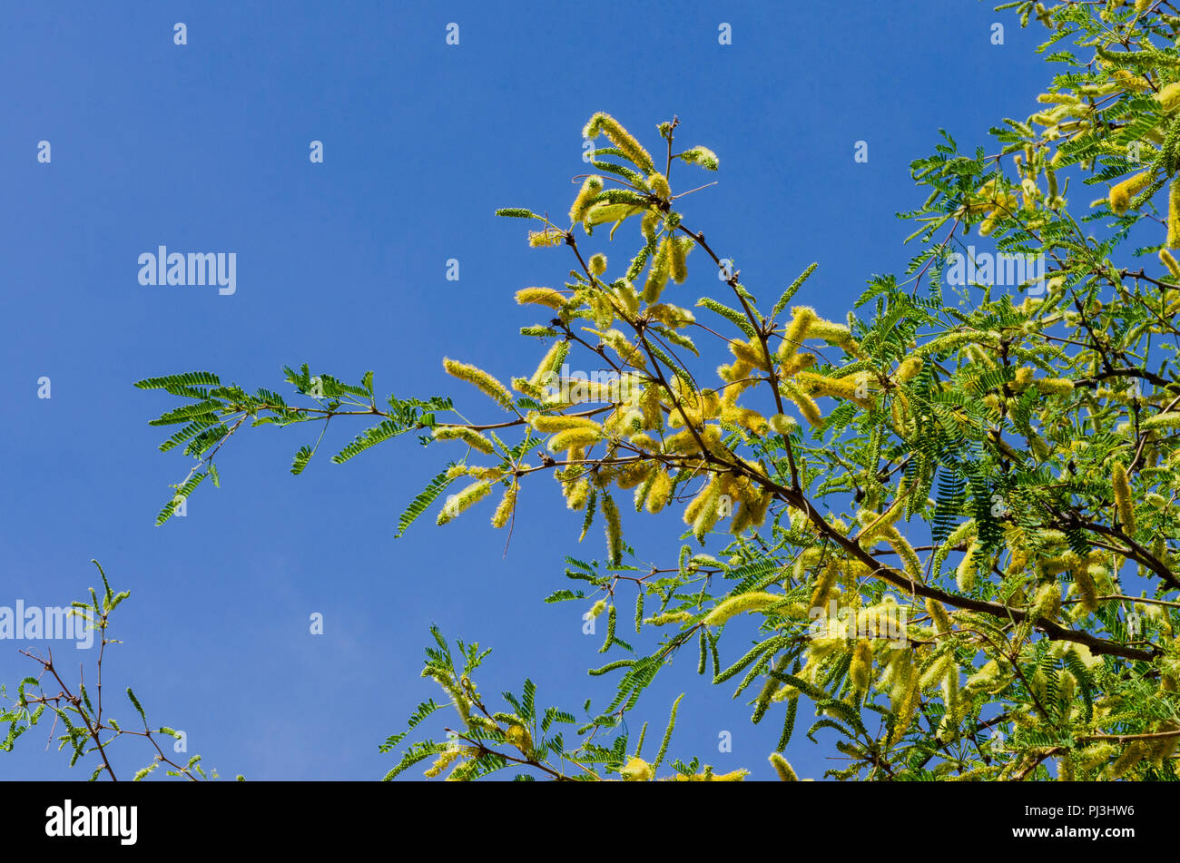 Branche d'arbre avec des feuilles vertes et fleurs jaunes. Banque D'Images