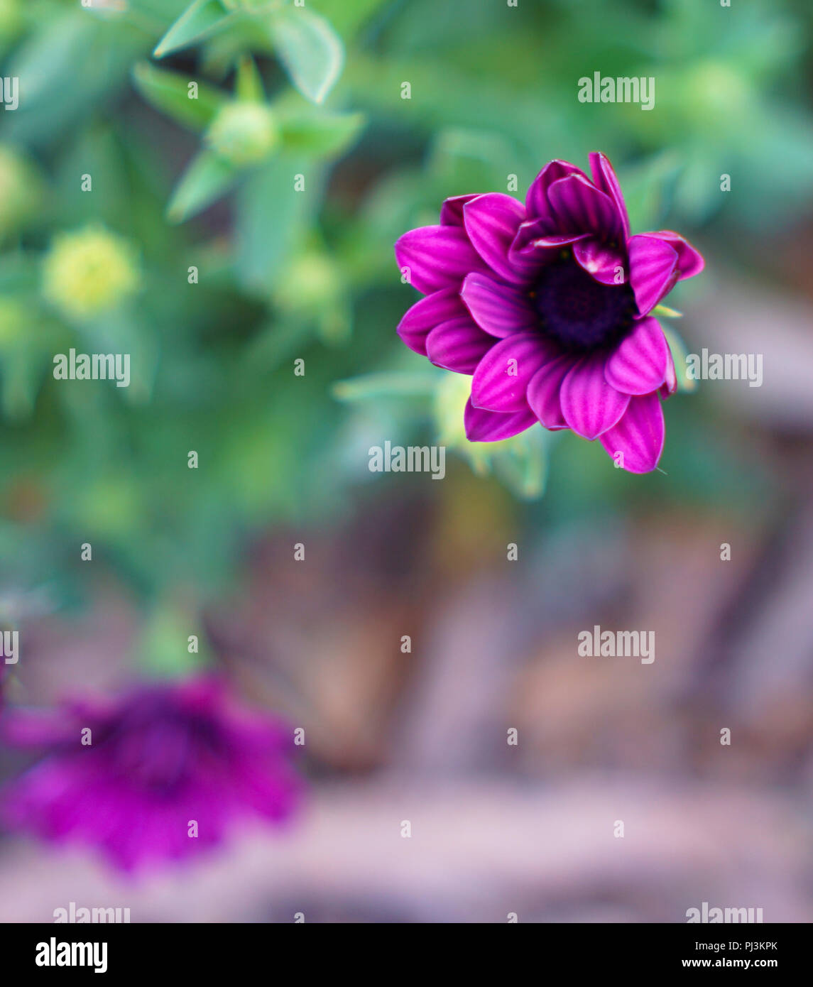 Fleur de violette sauvage vert naturel isolé contre l'arrière-plan flou Banque D'Images
