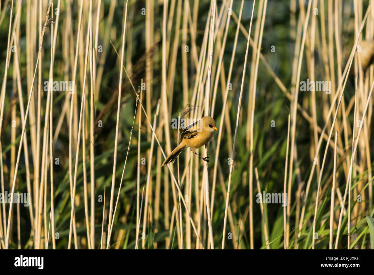 Verdier (Chloris chloris), est une espèce de passereau de la famille. Vit en Europe. Site sur les oiseaux, la nature, les loisirs, les voyages. Banque D'Images