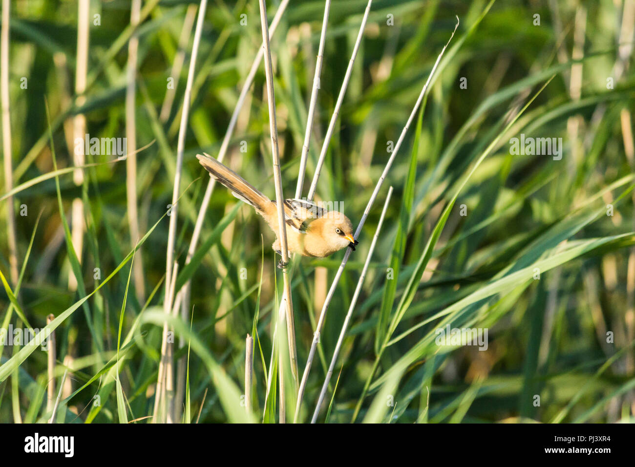 Verdier (Chloris chloris), est une espèce de passereau de la famille. Vit en Europe. Site sur les oiseaux, la nature, les loisirs, les voyages. Banque D'Images