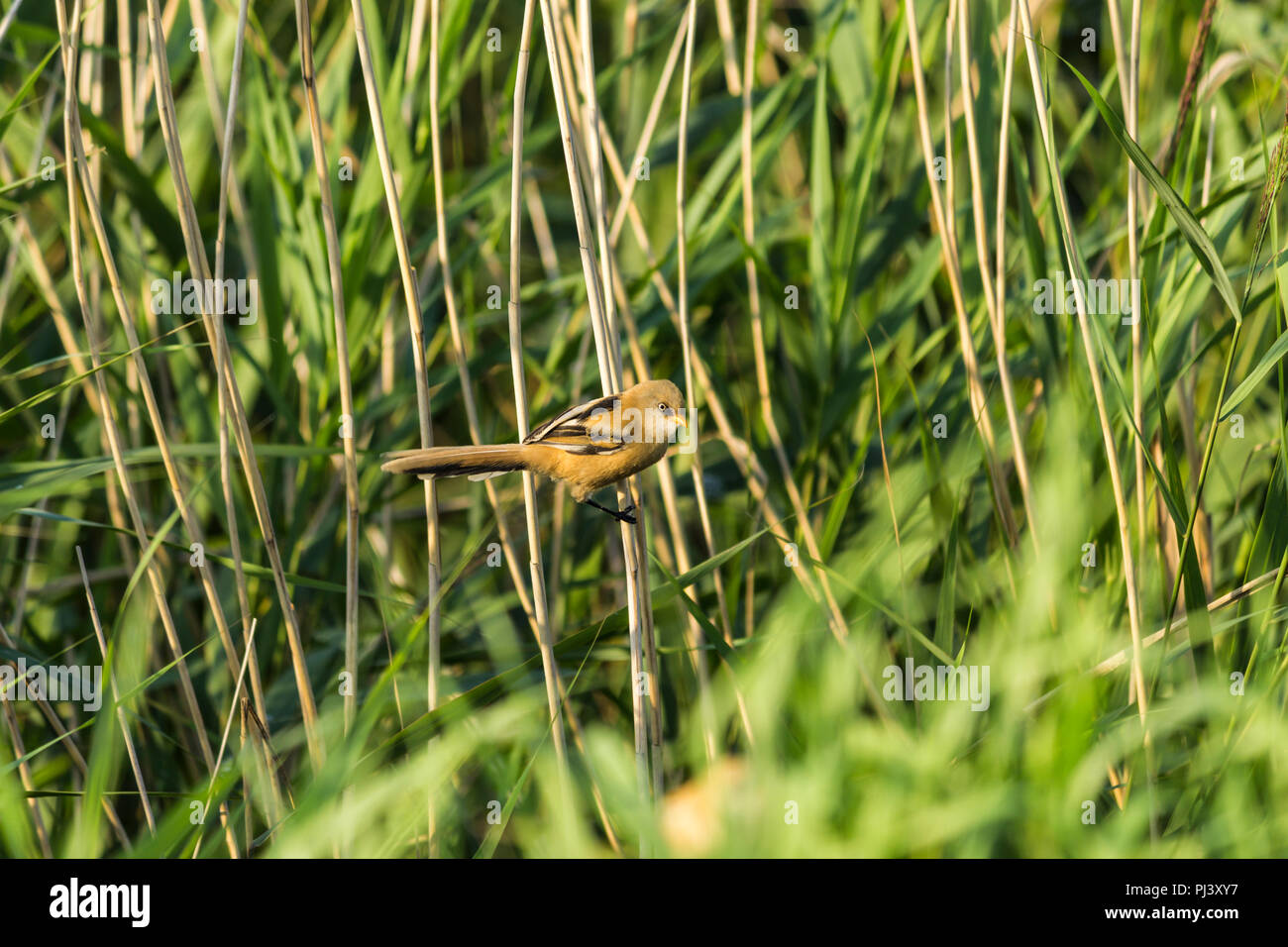 Verdier (Chloris chloris), est une espèce de passereau de la famille. Vit en Europe. Site sur les oiseaux, la nature, les loisirs, les voyages. Banque D'Images