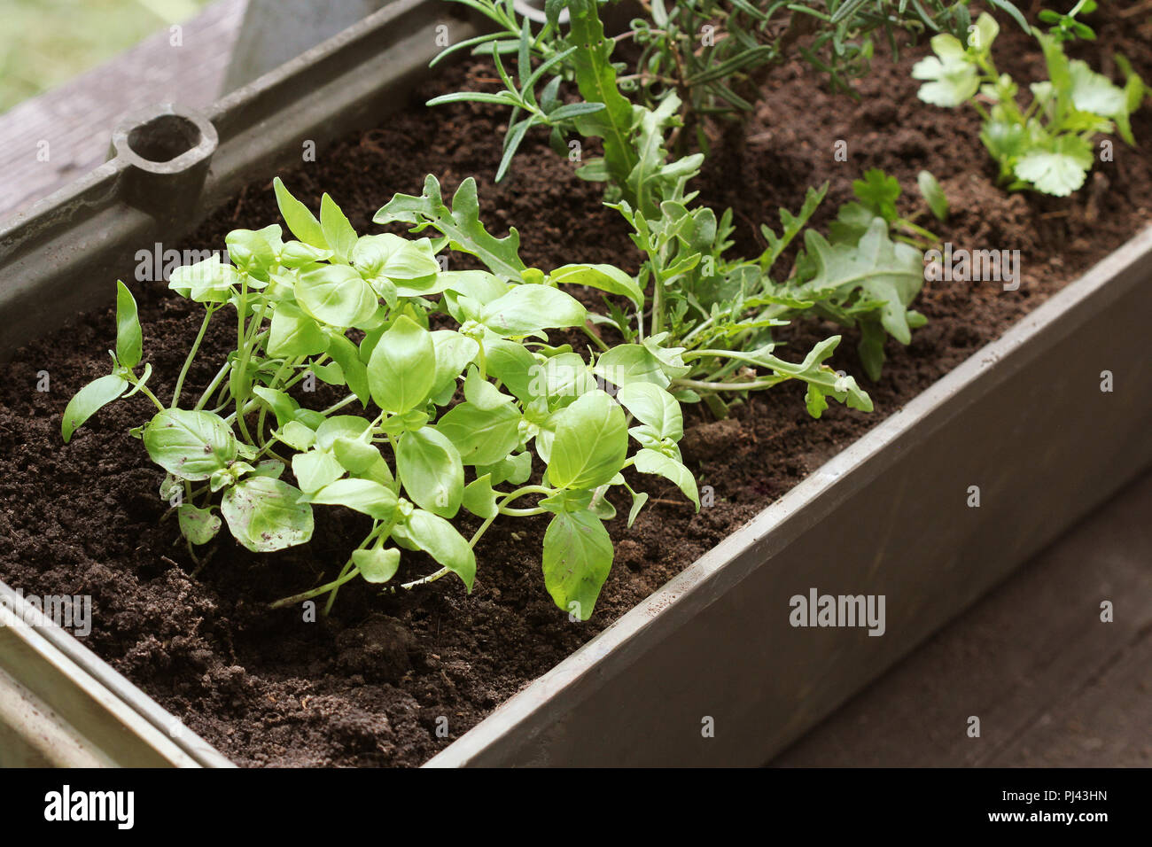 Jardin potager sur une terrasse. Des semis d'herbes poussant dans le récipient . Banque D'Images