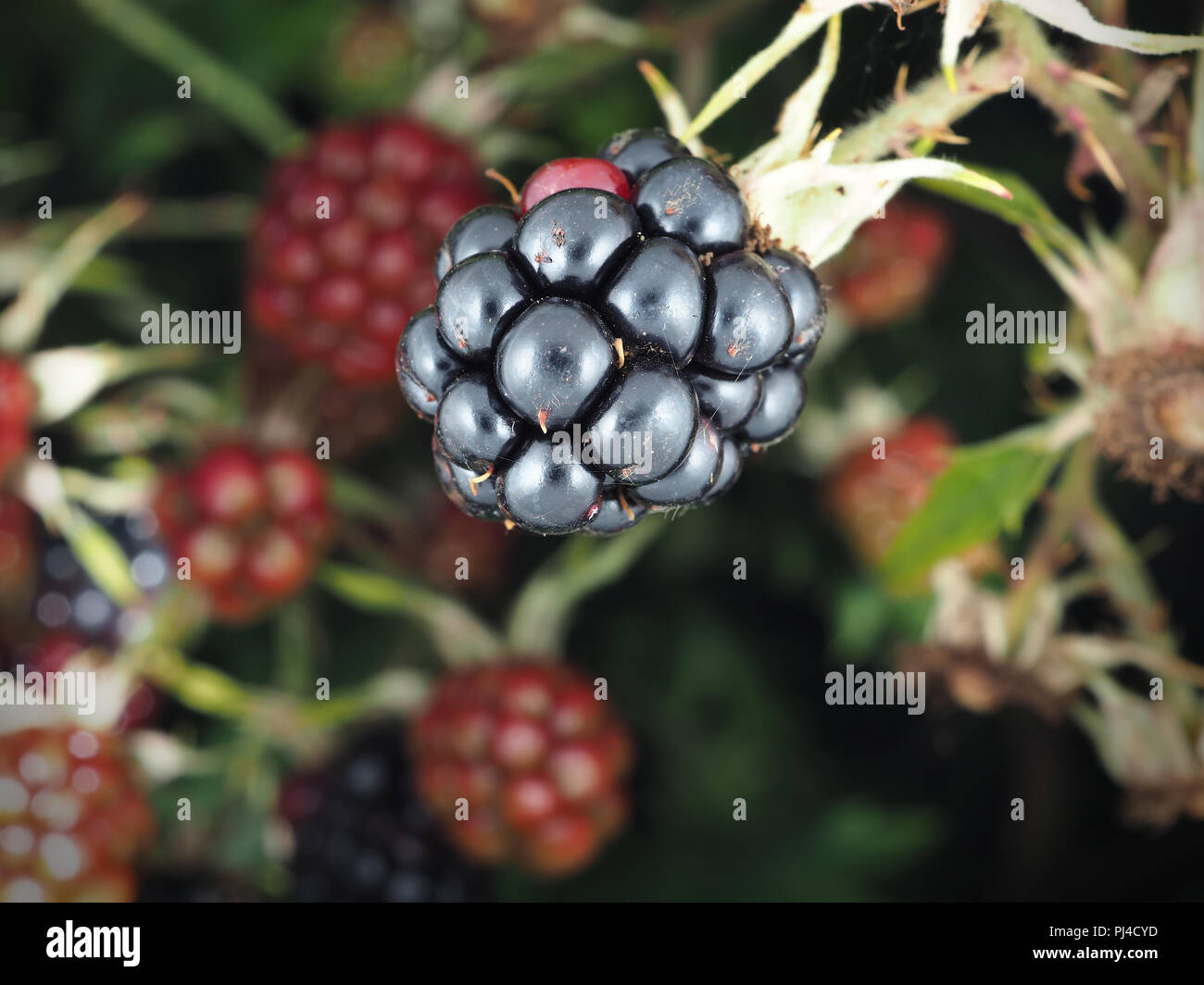 Wild Rubus laciniatus (evergreen) Petits fruits blackberry dans l'état de Washington, USA Banque D'Images