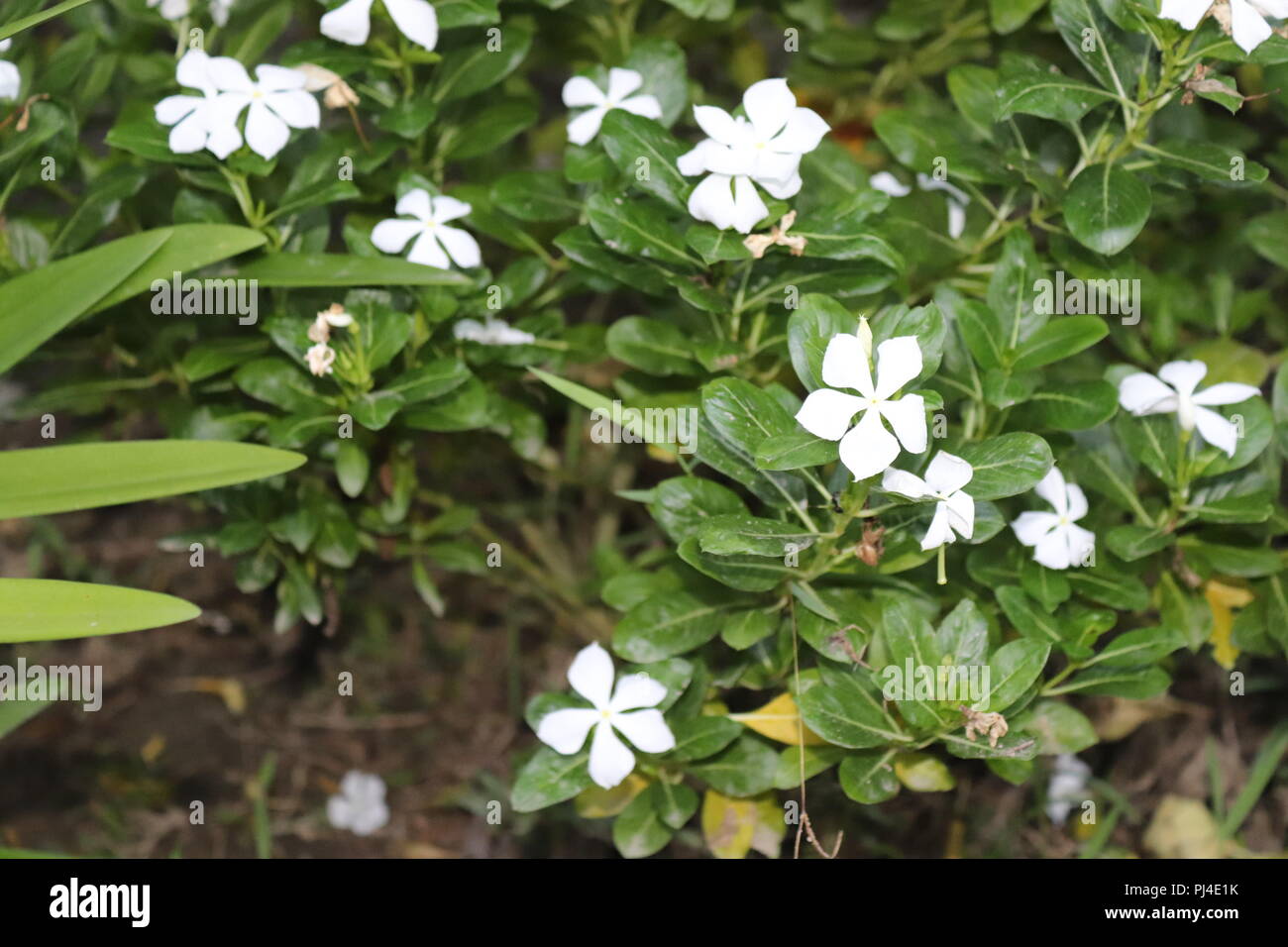 Plus belle et étonnante de feuille et de fleurs fleur arbre.couleur blanc et rose fleur sur fond flou avec leaf.étonnamment belles fleurs Pic Banque D'Images