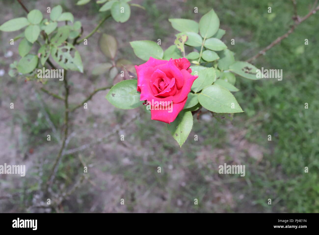 Fleur Rose,rouge profond avec des feuilles vertes et des tiges d'arbres.Red Rose, symbole de l'amour. Banque D'Images