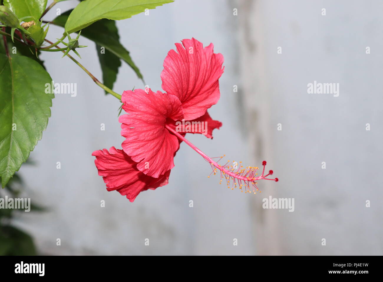 Hibiscus rosa-sinensis est un arbuste à feuilles persistantes flowerhead appartenant à la famille des Malvasse, qui vient de l'Asie de l'Est. Il est également connu sous le nom de Ch Banque D'Images