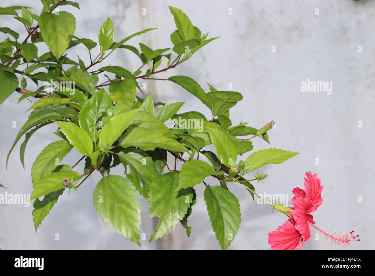 Hibiscus rosa-sinensis est un arbuste à feuilles persistantes flowerhead appartenant à la famille des Malvasse, qui vient de l'Asie de l'Est. Il est également connu sous le nom de Ch Banque D'Images