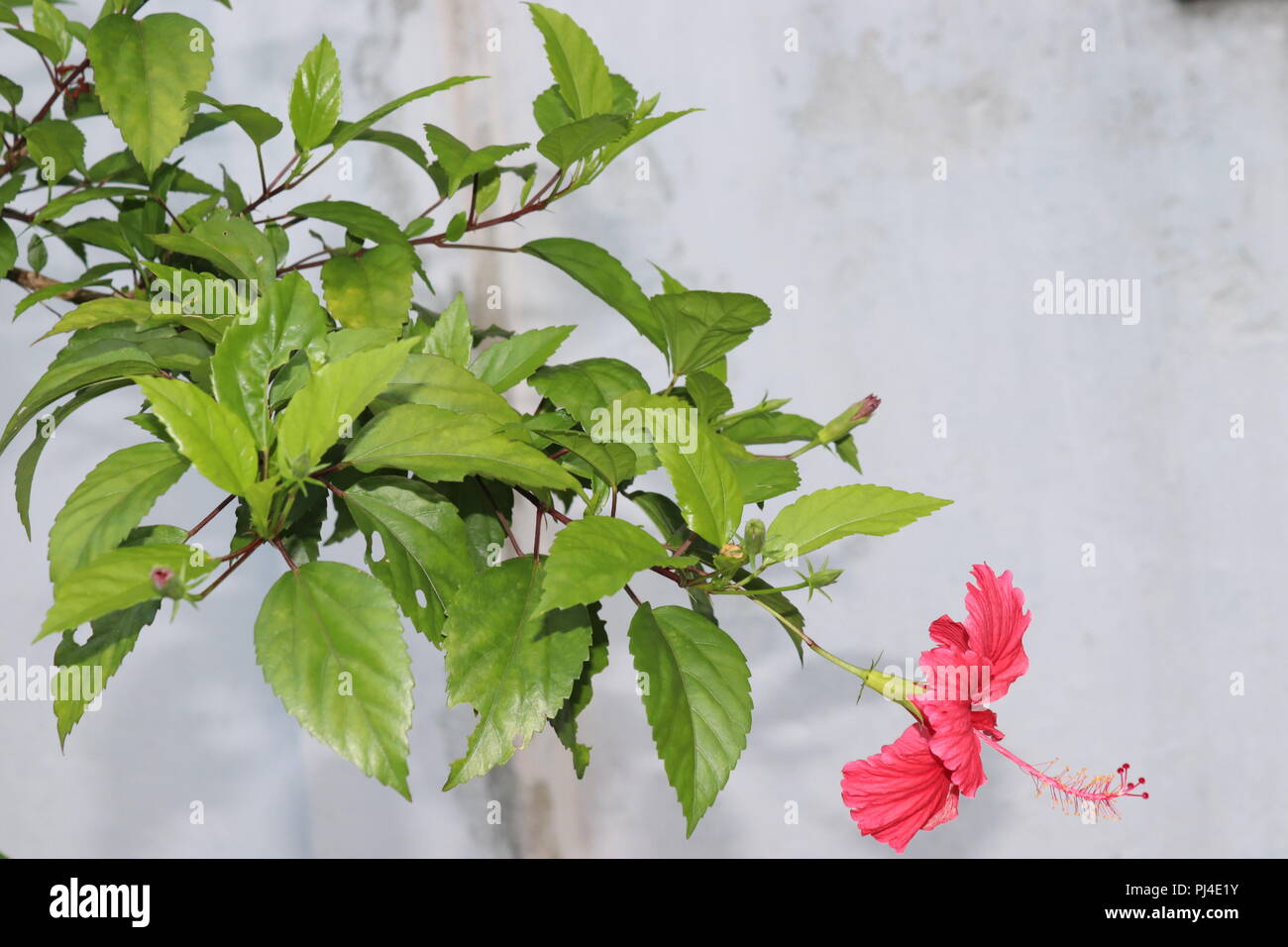 Hibiscus rosa-sinensis est un arbuste à feuilles persistantes flowerhead appartenant à la famille des Malvasse, qui vient de l'Asie de l'Est. Il est également connu sous le nom de Ch Banque D'Images