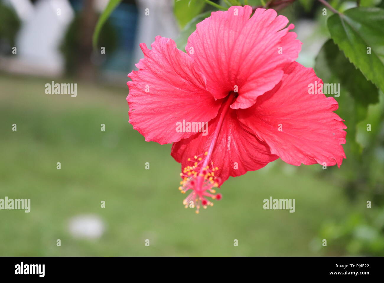 Hibiscus rosa-sinensis est un arbuste à feuilles persistantes flowerhead appartenant à la famille des Malvasse, qui vient de l'Asie de l'Est. Il est également connu sous le nom de Ch Banque D'Images