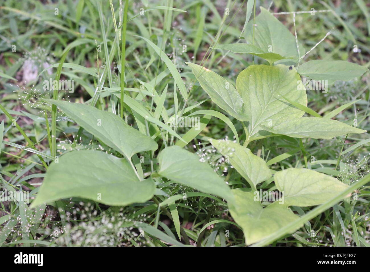 L'herbe et les fleurs sauvages fond isolé.Fleurs et l'herbe herbe.fond d'herbe avec des fleurs de printemps. Banque D'Images