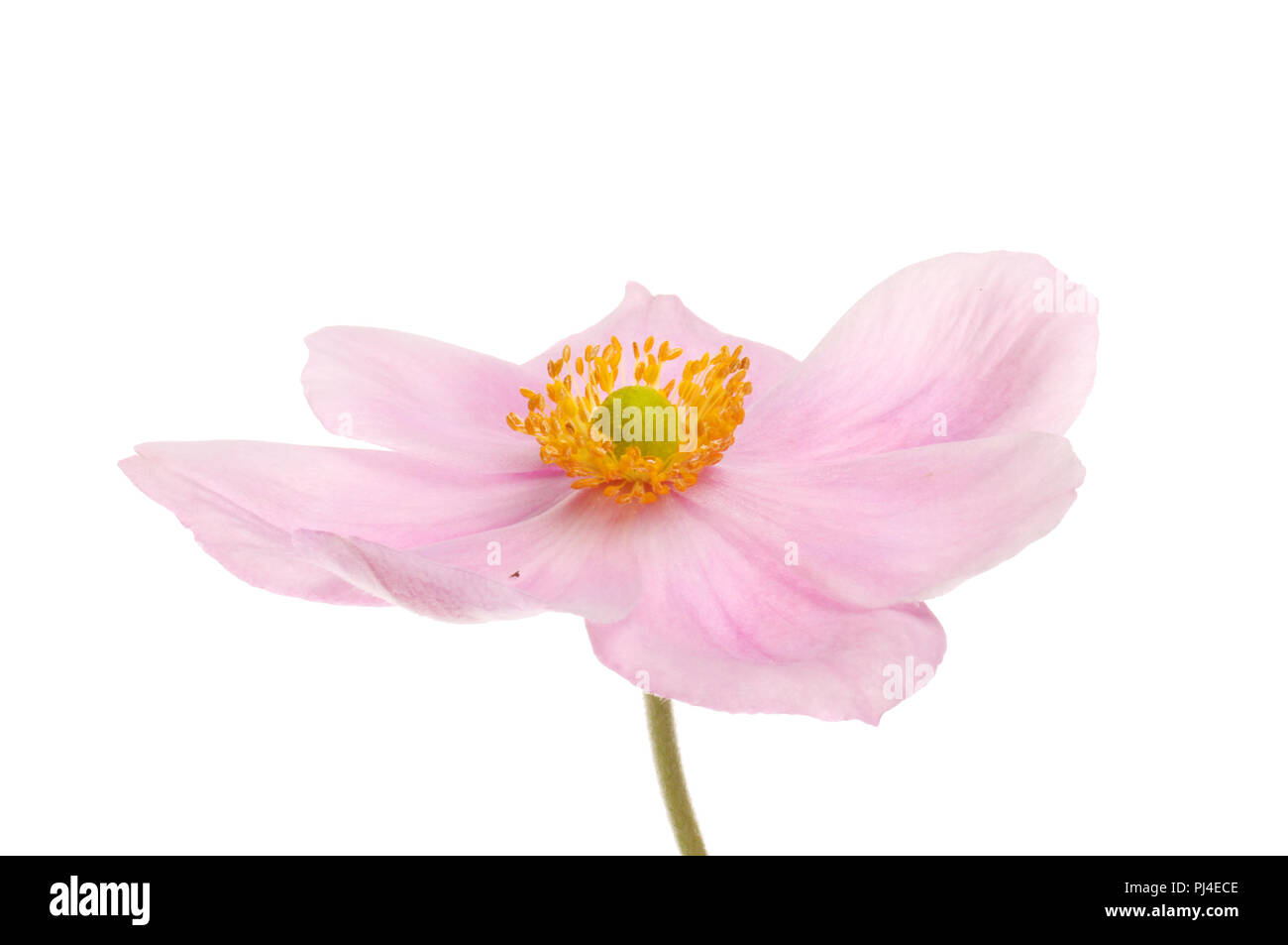 Anemone flower isolated on white Banque D'Images