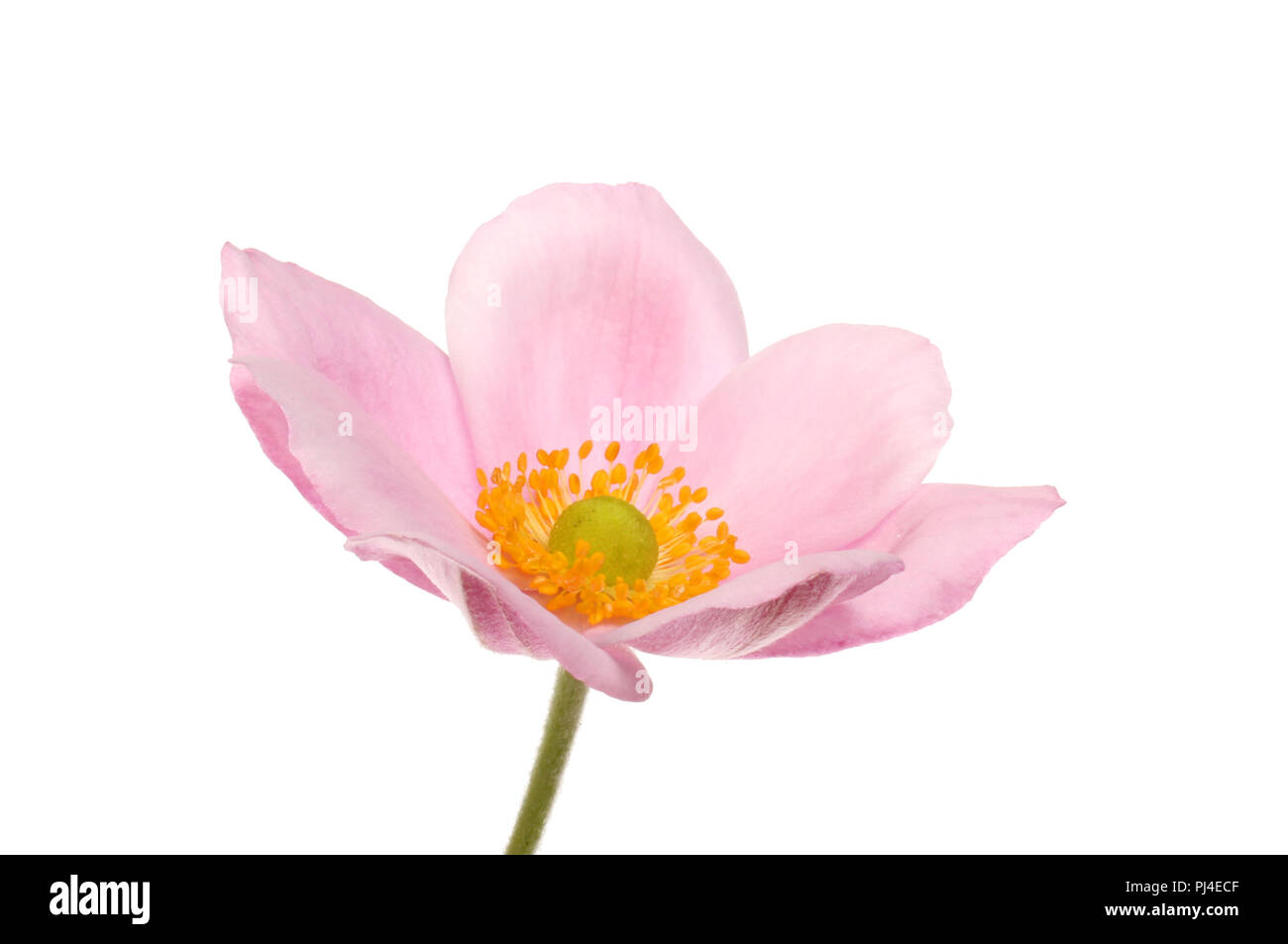 Anémone japonaise rose flower isolated on white Banque D'Images
