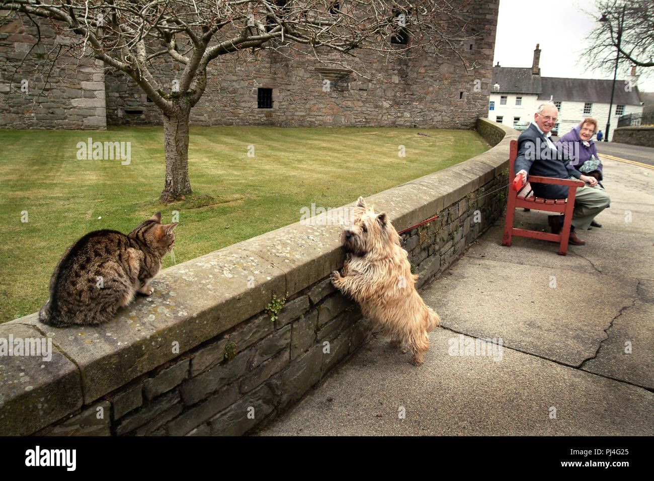 Un chien Scottie tire sur sa laisse pour parvenir à un chat tigré assis sur un mur en dessous du château, MacClellan Kirkcudbright, SW de l'Écosse. Les propriétaires du chien regarder et sourire Banque D'Images