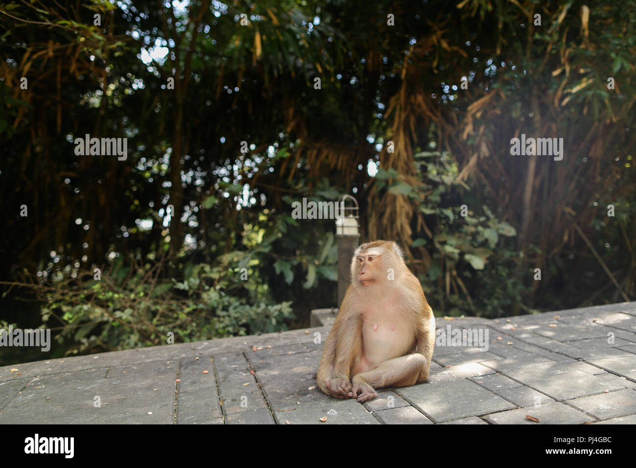 Cute macaco assis dans un parc, arbres en arrière-plan. Banque D'Images