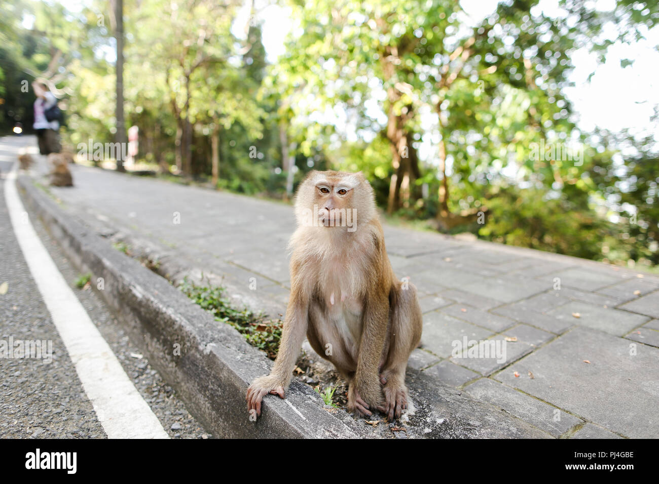 Petite nice macaco assis sur la route en Inde. Banque D'Images