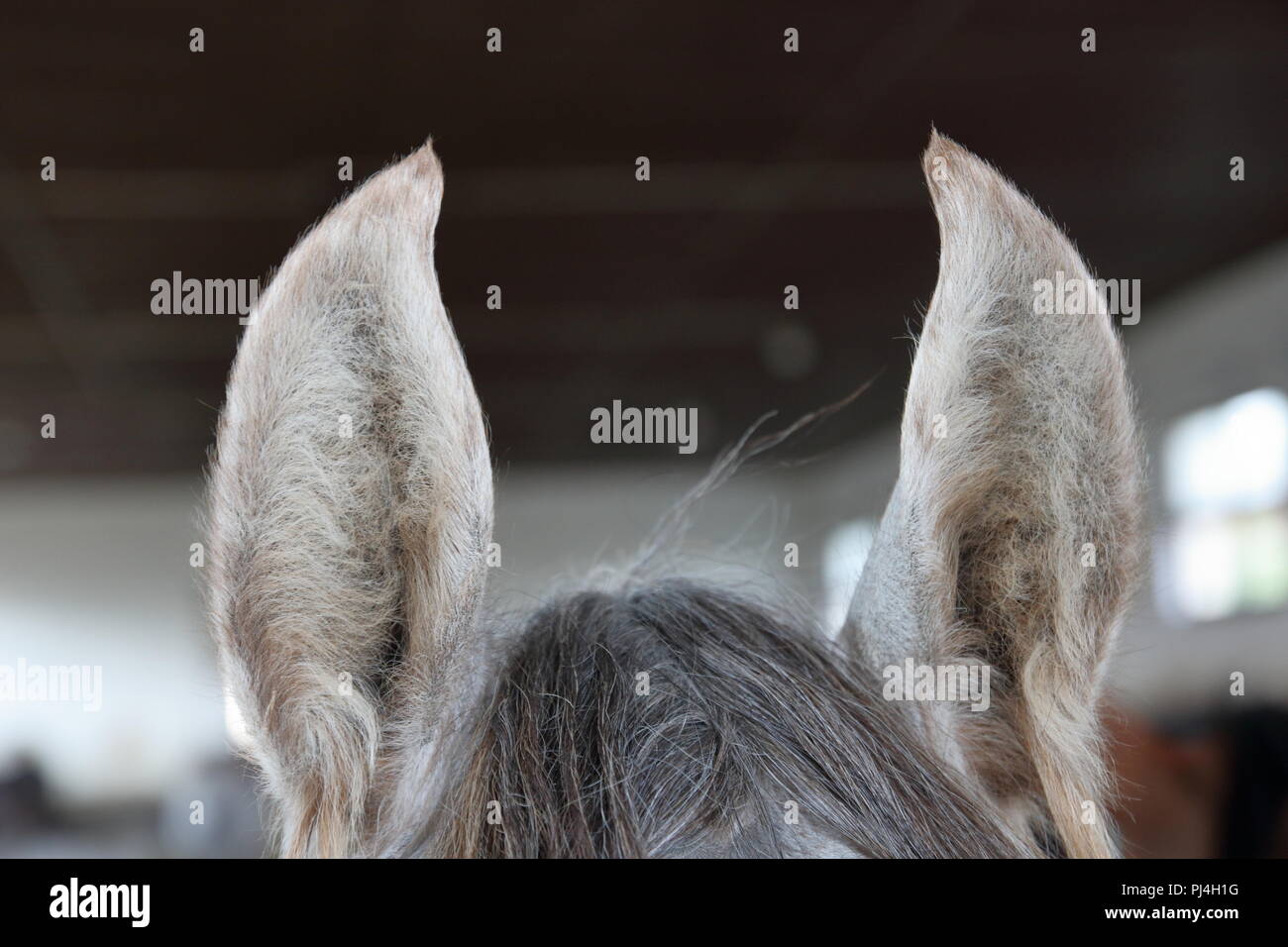 Cheval gris oreilles, Close up, partie supérieure de sa tête avec la crinière, en arrière-plan gris intérieur stable in soft focus. Banque D'Images