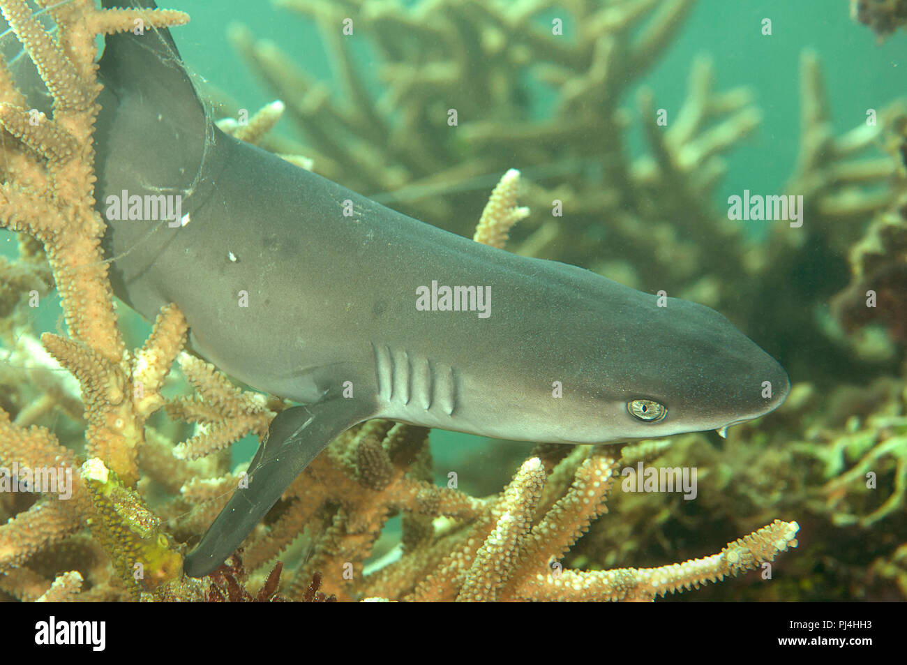 Requin de récif à pointe blanche (Triaenodon obesus ) fixé aux récifs avec  une ligne de pêche, Bali, Indonésie Photo Stock - Alamy