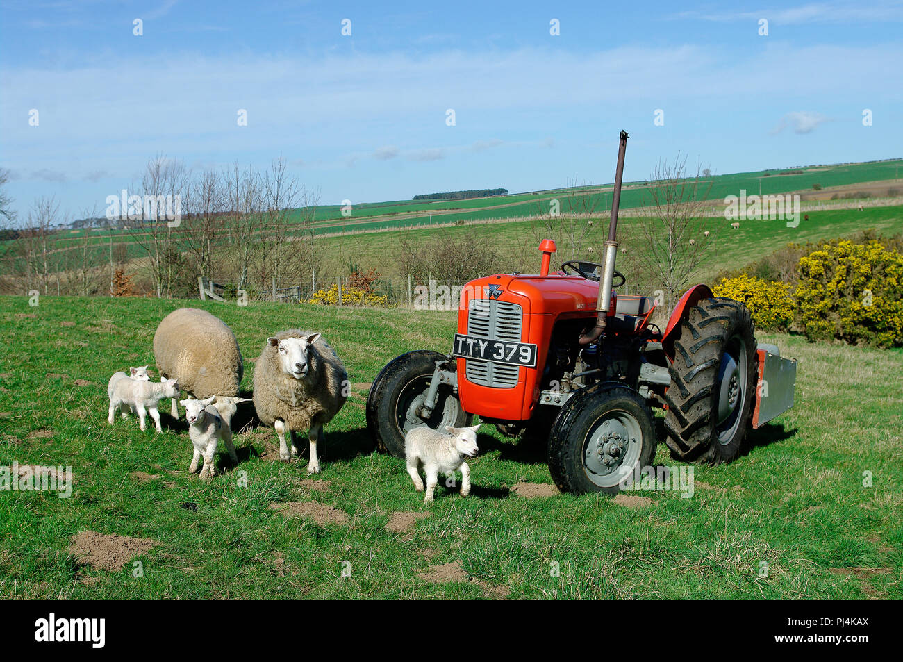 Tracteur Massey Ferguson MF35 Banque D'Images