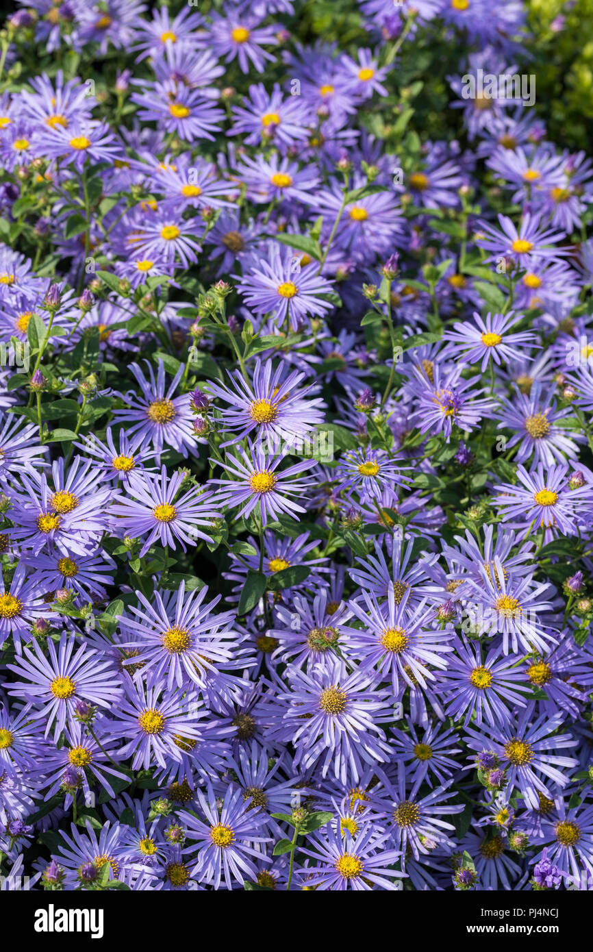 Close up de bleu / violet Michaelmas daisies en fleur Banque D'Images