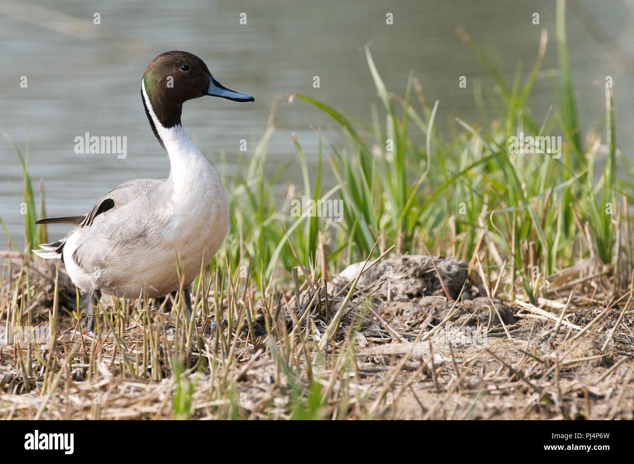 Les Canards pilets (Anas acuta) Canard pilet Banque D'Images