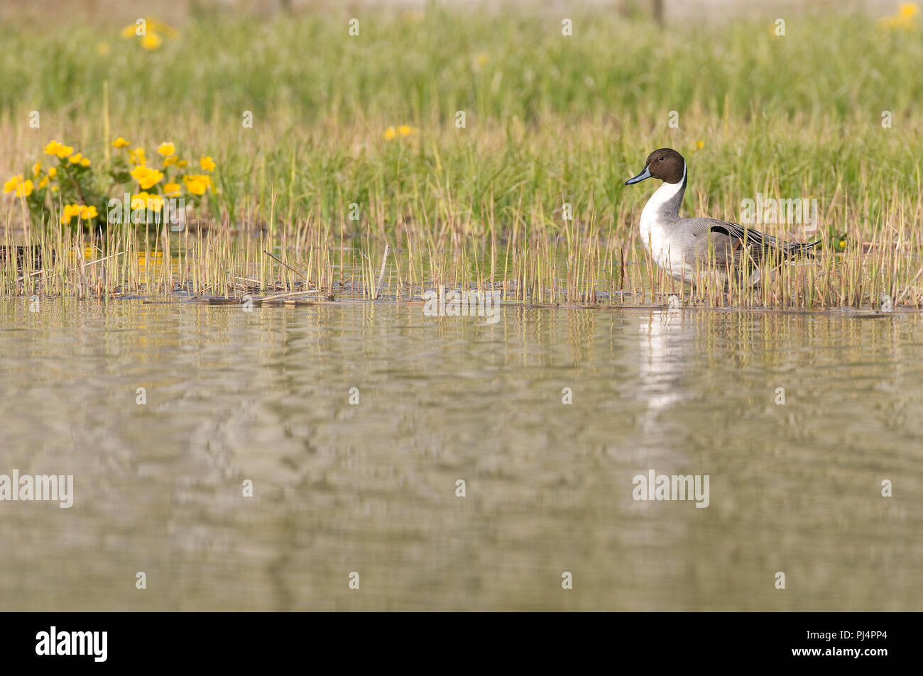 Les Canards pilets (Anas acuta) Canard pilet Banque D'Images