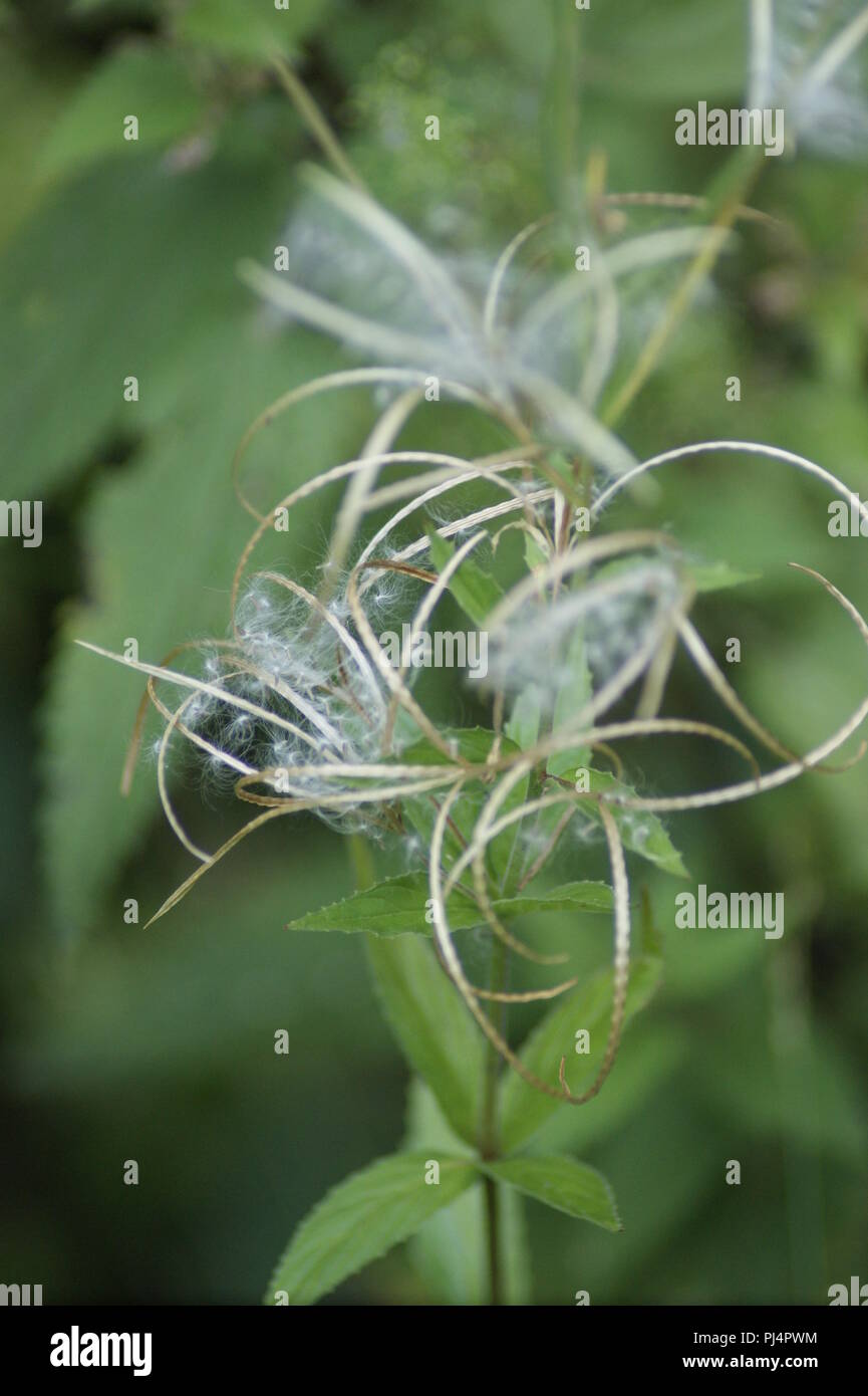 Epilobium angustifolium, fleur blanche d'epilobe en épi, blanc fleur d'épilobe, Weidenröschenblüte adelfilla, Flor de blanca Banque D'Images