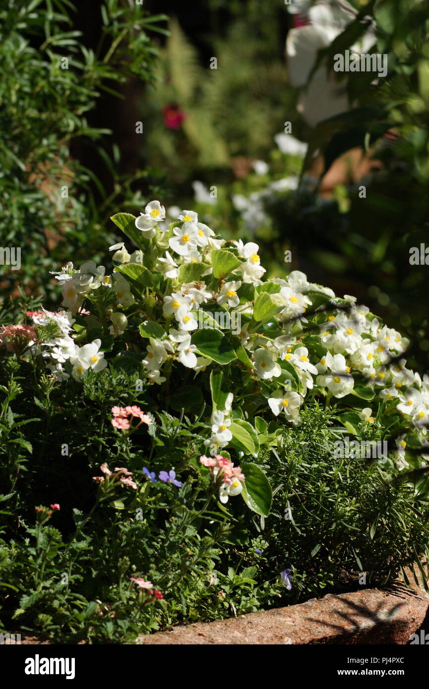 Massif de bégonias blancs dans un très beau jardin, massif de bégonias blancs dans un beau jardin , Begonien weißer Massiv in einem schönen Garten, Banque D'Images