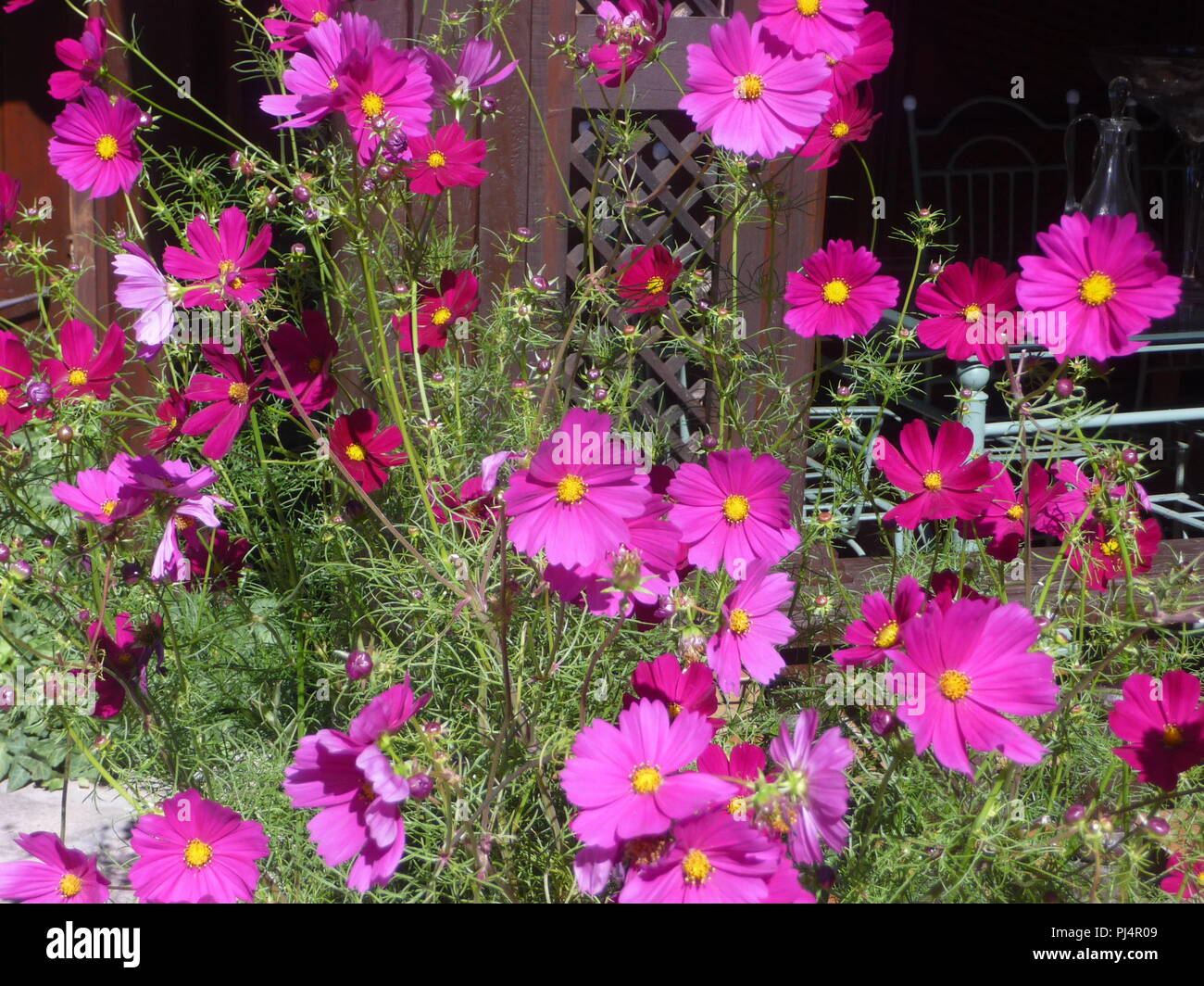 Cosmos bipinnatus Astéracées rose, fleur de cosmos Cosmos rose rose, fleur, Rosa, Kosmosblüte flor cosmos rosa, Décoration, Décoration Banque D'Images