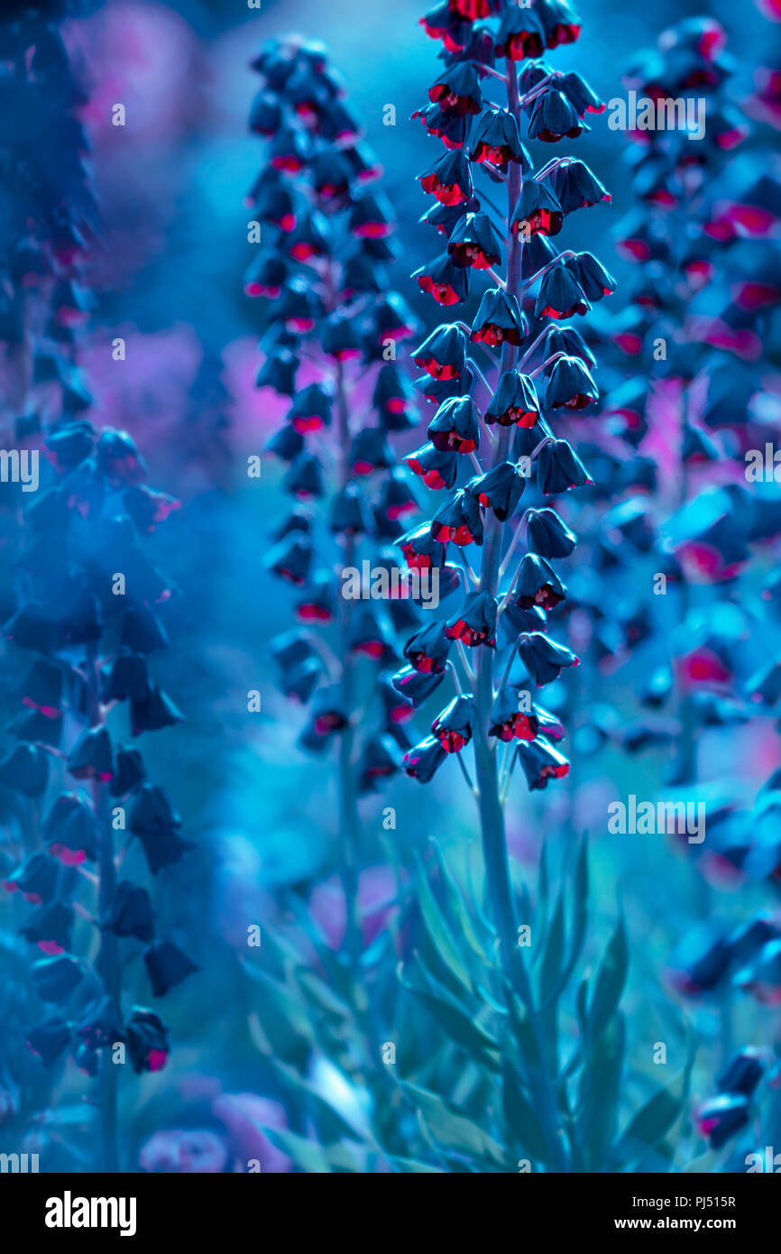 Fleurs bleues - macro floraison Banque D'Images